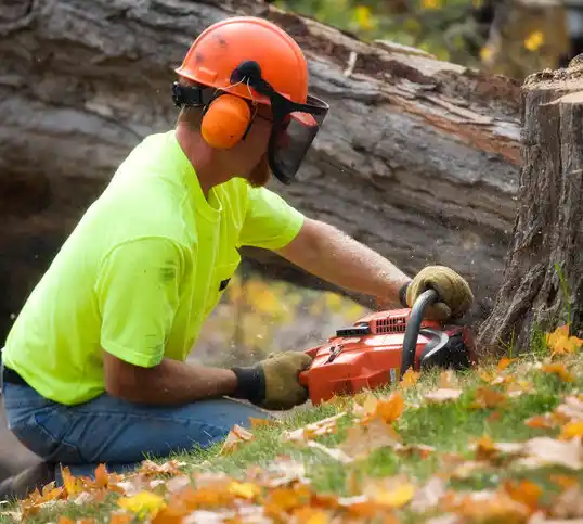 tree services Lindenwold